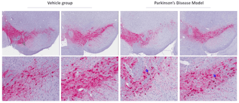 Molecular Pathology Immunohistochemistry Ihc Chempartner