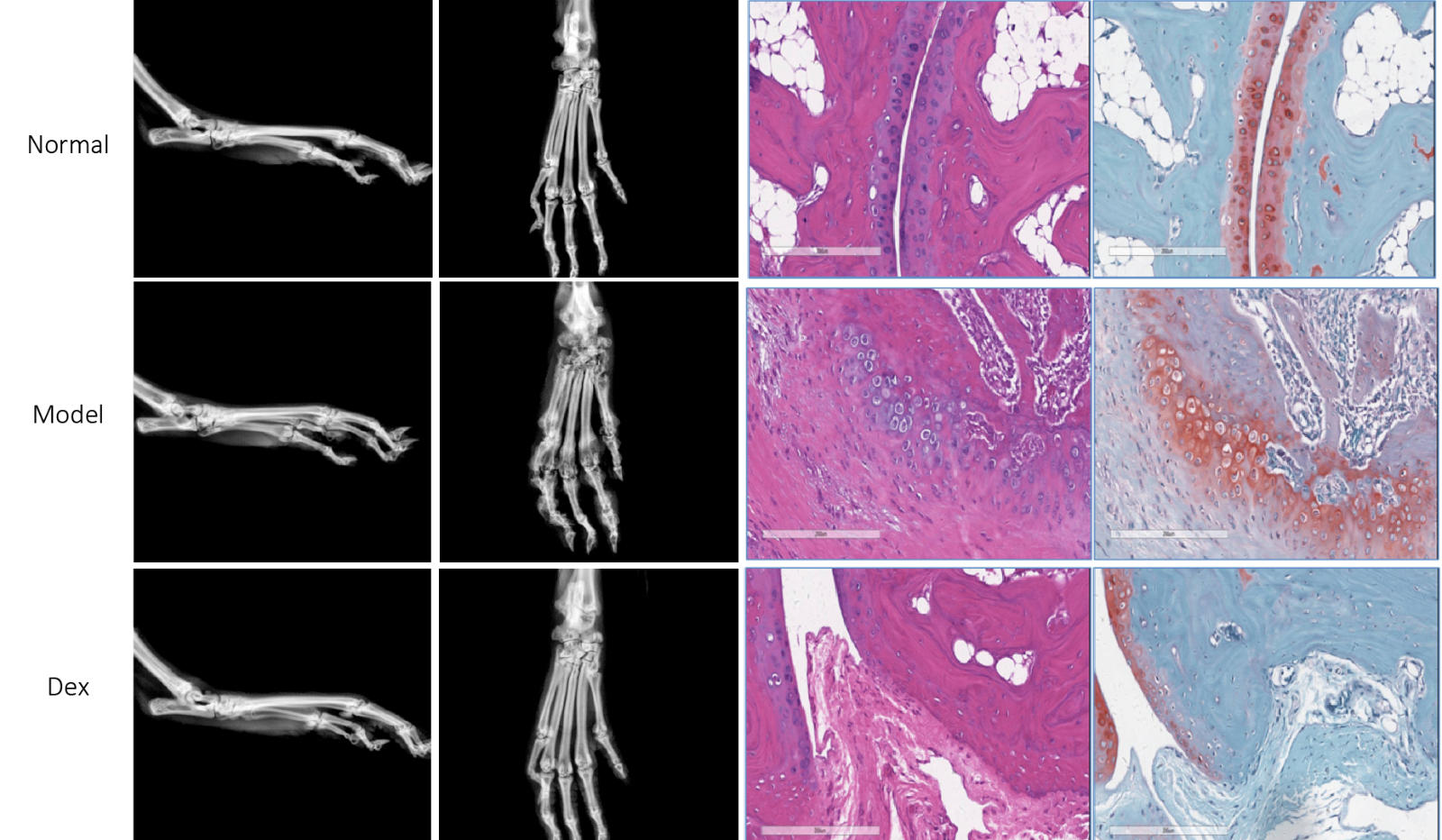 CIA mouse xrayhisto-01.png