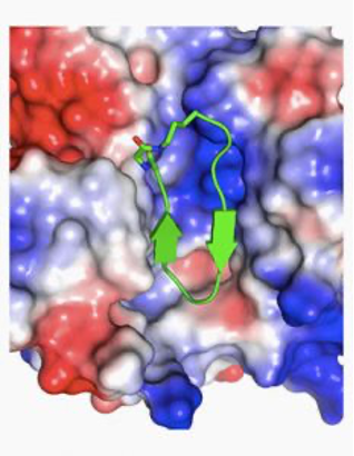 Peptide Chemistry | ChemPartner