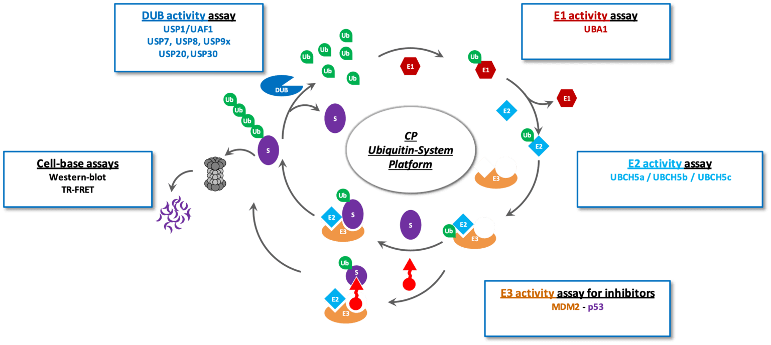 Ubiquitin & PROTAC ChemPartner