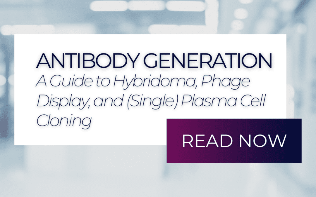 Choosing the Right Antibody Generation Method: Phage Display, Hybridoma, or Single B Cell Cloning 