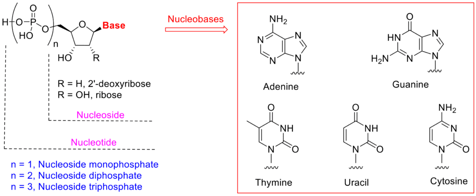 Nucleoside, Nucleotide, and Nucleic Acid Chemistry | ChemPartner